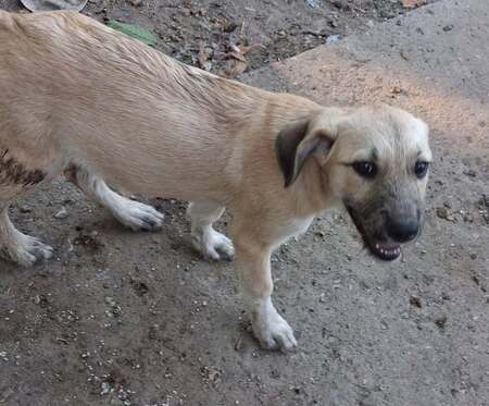 Adopter Pampa