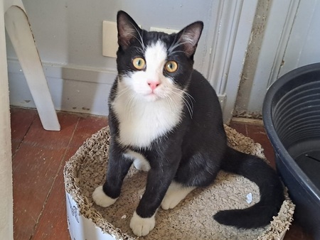 Adopter Beckett