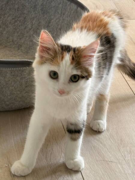 Adopter Bonnie