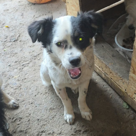 Adopter Trixie