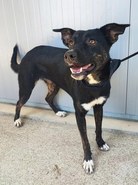 Adopter Cami