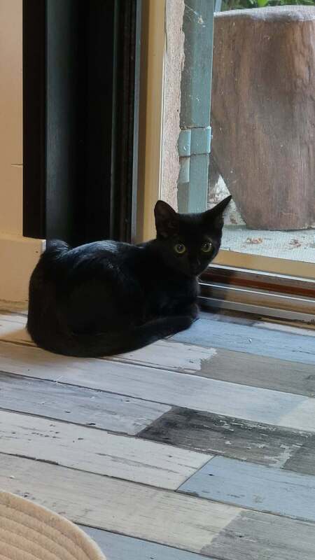 Adopter Lumo