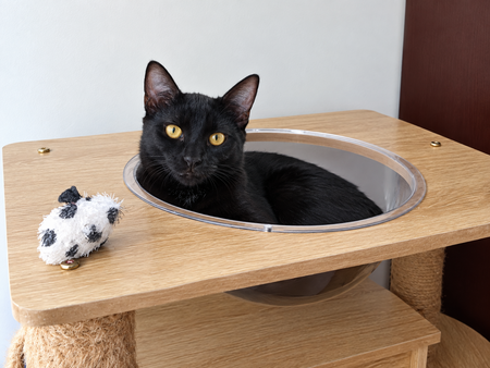 Adopter Tylio