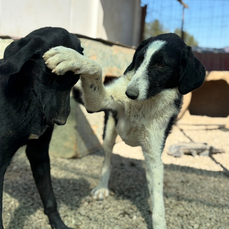 Adopter Meana