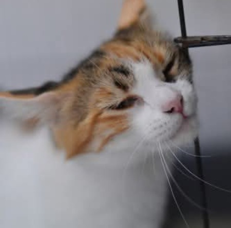 Adopter Bigotella