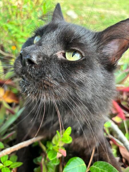 Adopter Lissandre