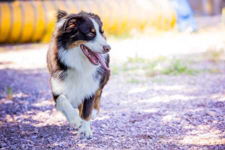 Adopter Aiko