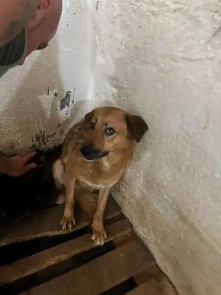 Adopter Mila