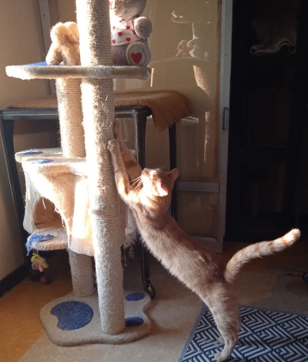 Adopter Lowe et Saphyr