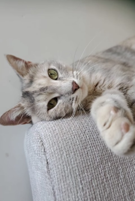 Adopter Shadé