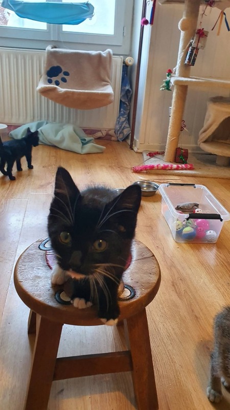 Adopter Bolt 