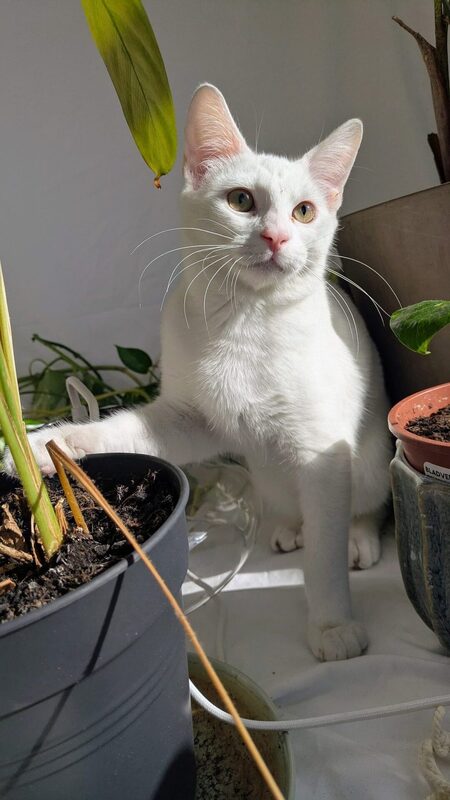 Adopter White