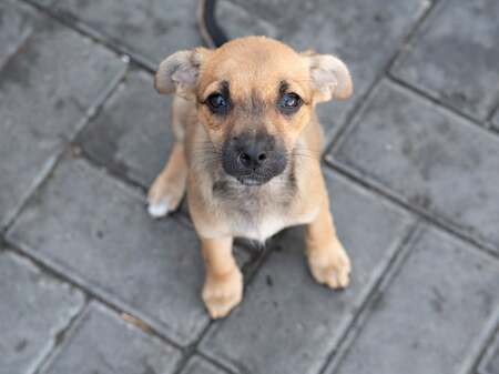 Adopter Shanka