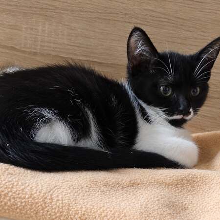 Adopter Flip