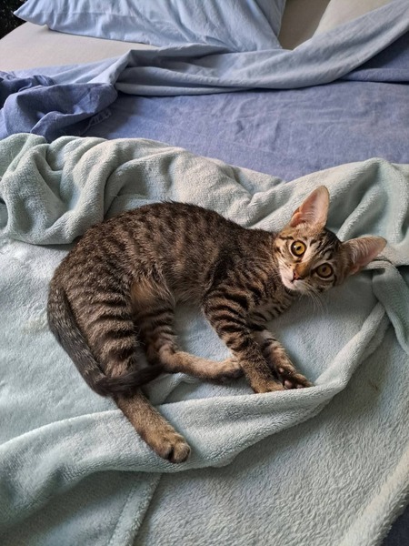 Adopter Bonnie