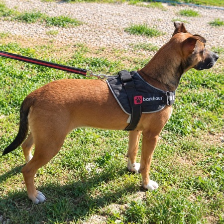 Adopter Mia