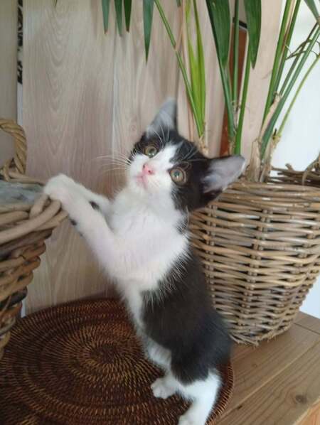 Adopter Nouny