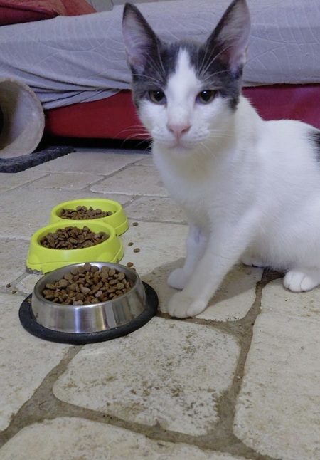 Adopter Pity