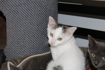 Adopter Bobby