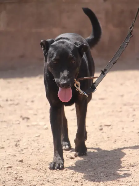 Adopter Anastasia