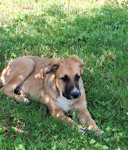 Adopter Archie