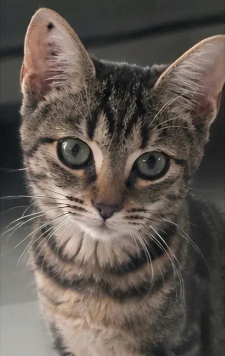 Adopter Romy