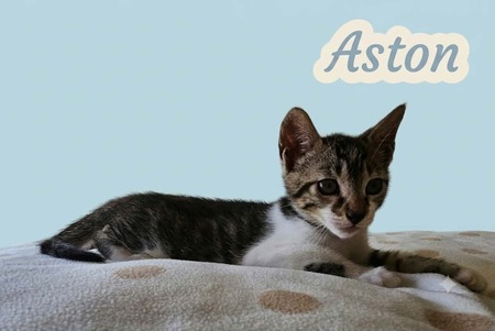 Adopter Aston