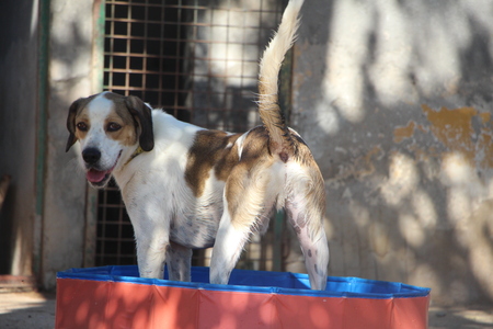 Adopter Brandon