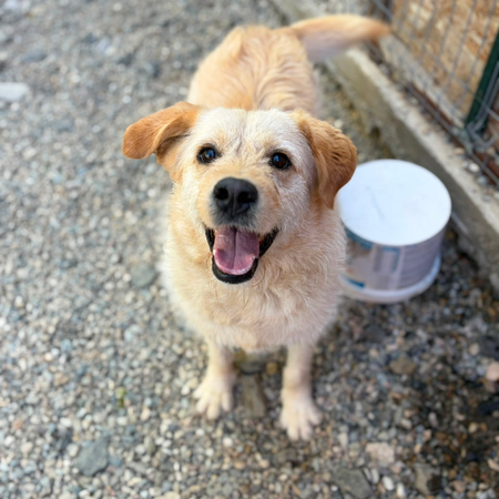 Adopter BLONDI