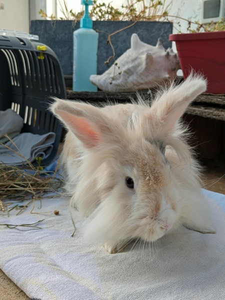 Adopter Lovely