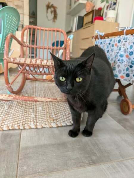 Adopter Wakanda
