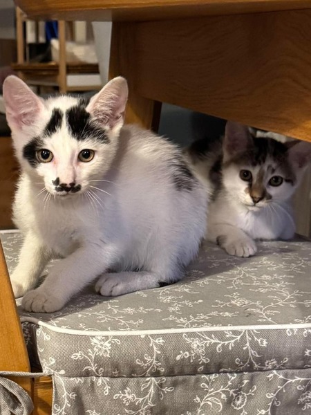 Adopter Truffo 