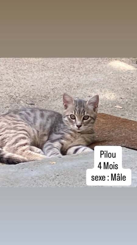Adopter Pilou