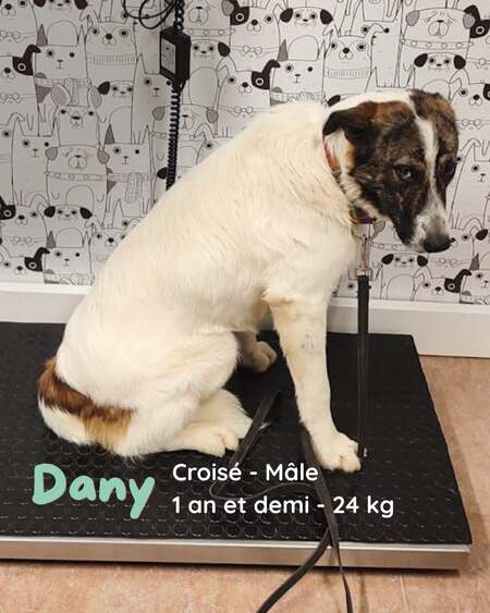 Adopter Dany