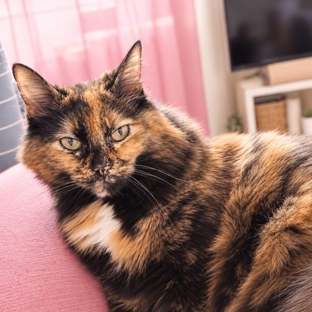 Adopter Ninette