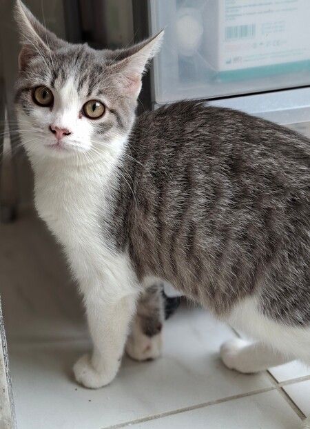 Adopter BUSTER