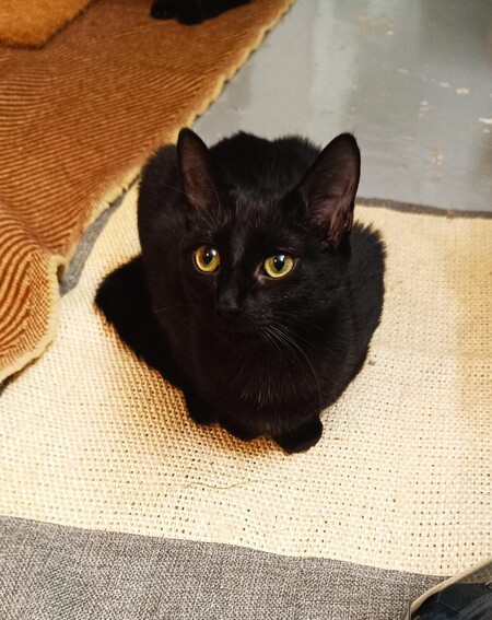 Adopter Bonnie