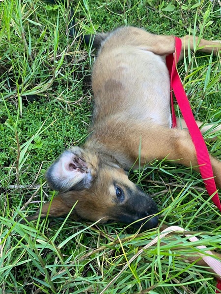 Adopter Zelda