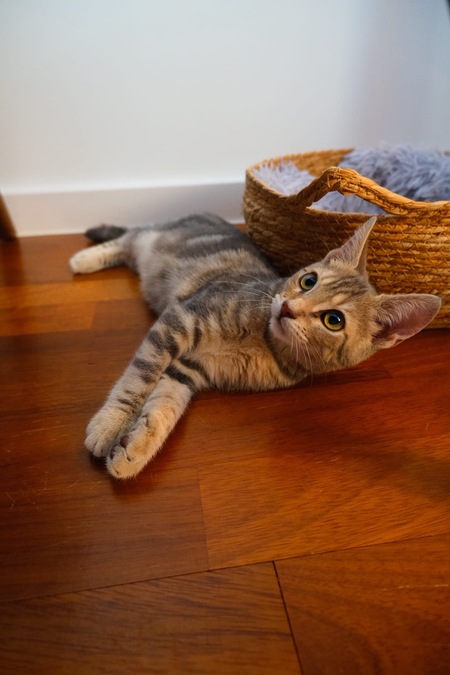 Adopter Mouche 
