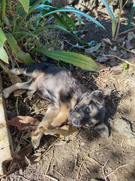 Adopter Salaze