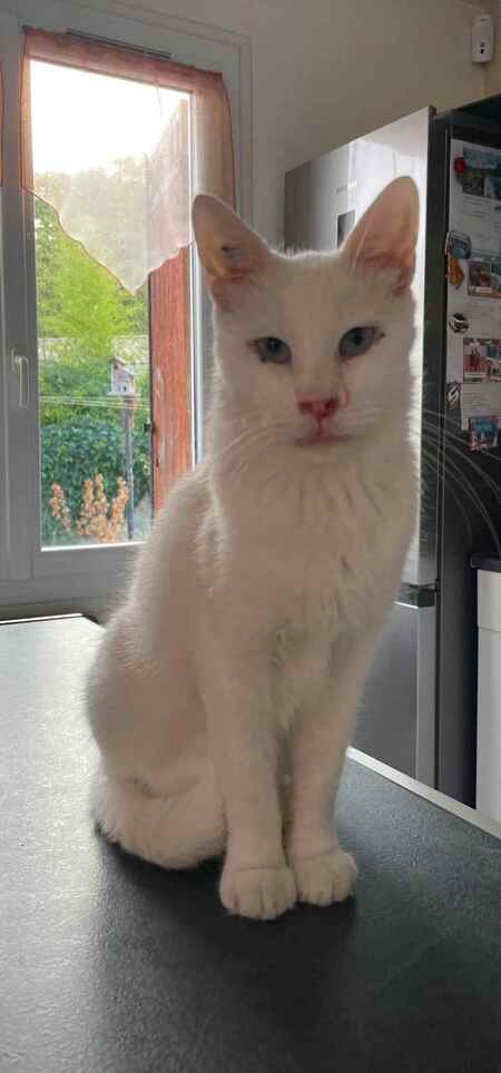 Adopter Griot