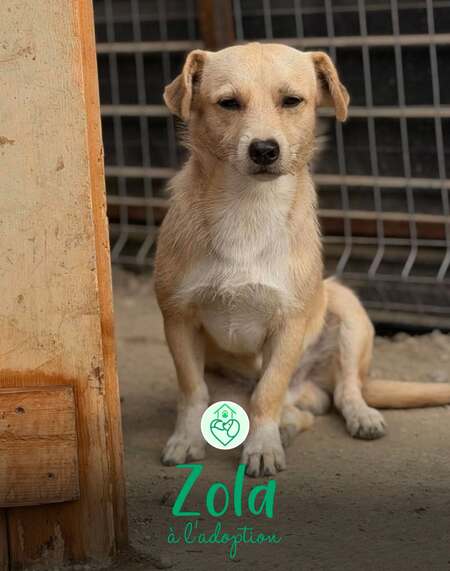 Adopter Zola