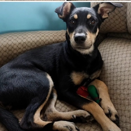 Adopter Beckie