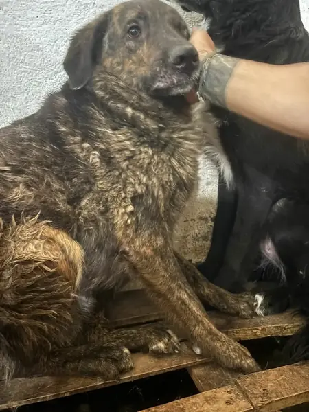 Adopter Pimousse