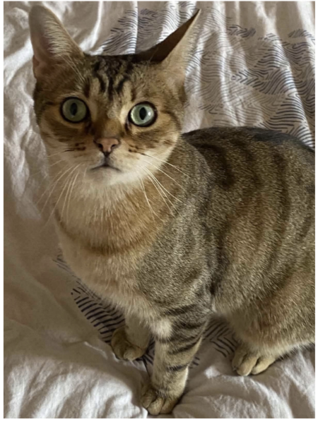 Adopter Pedro
