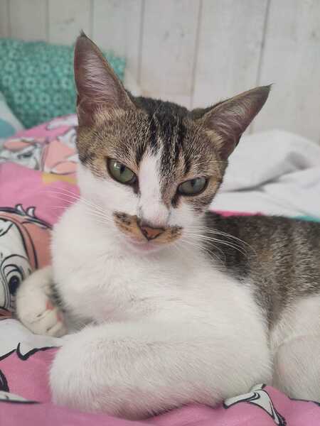 Adopter Alba