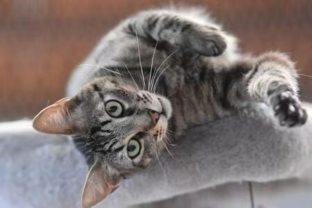 Adopter Wess