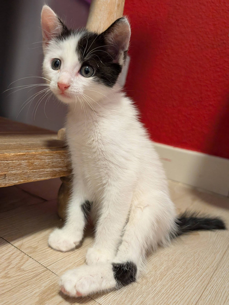 Adopter EKLYPSE