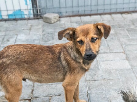 Adopter Babou