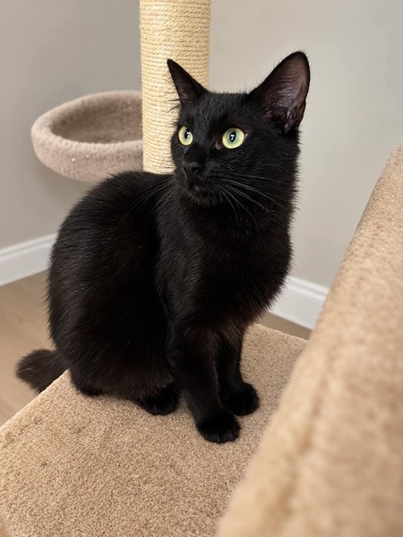 Adopter Bonnie